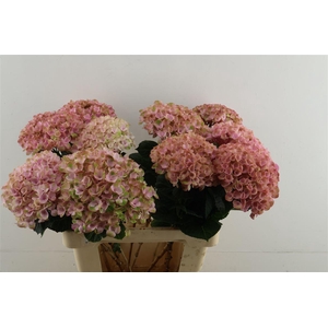 Hydr M Revolution Pink 60-17