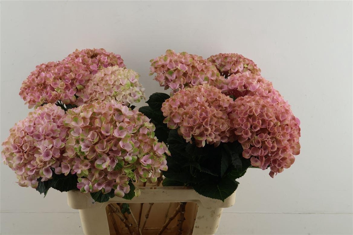 <h4>Hydr M Revolution Pink 60-17</h4>