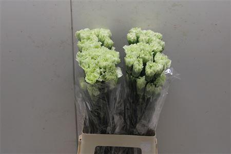 <h4>Di St Jungle</h4>