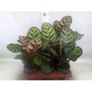 Calathea makoyana