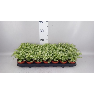 Fittonia  'Mosaic White Forest Fla'