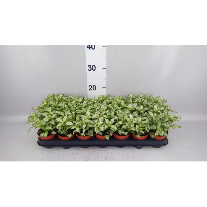 <h4>Fittonia  'Mosaic White Forest Fla'</h4>