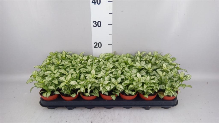 Fittonia  'Mosaic White Forest Fla'