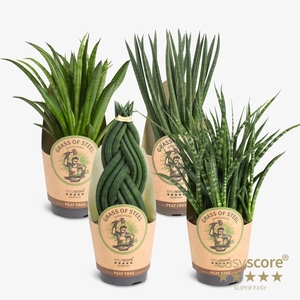 Sansevieria 'Grass of Steel' P11 PAPER