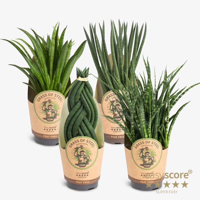 <h4>Sansevieria 'Grass of Steel'</h4>