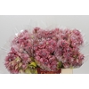 Blushing Bride Pink 2/5 Flowers