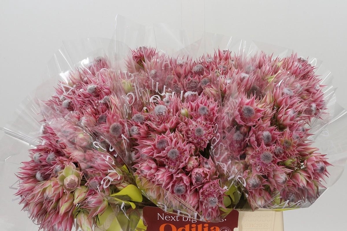 <h4>Blushing Bride Pink 2/5 Flowers</h4>