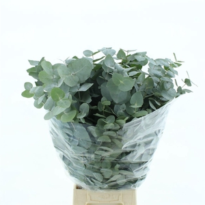 EUC CINEREA PER BOS