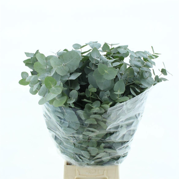 <h4>EUC CINEREA PER BOS</h4>