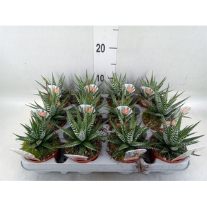 Haworthia fasciata 'Big Band'