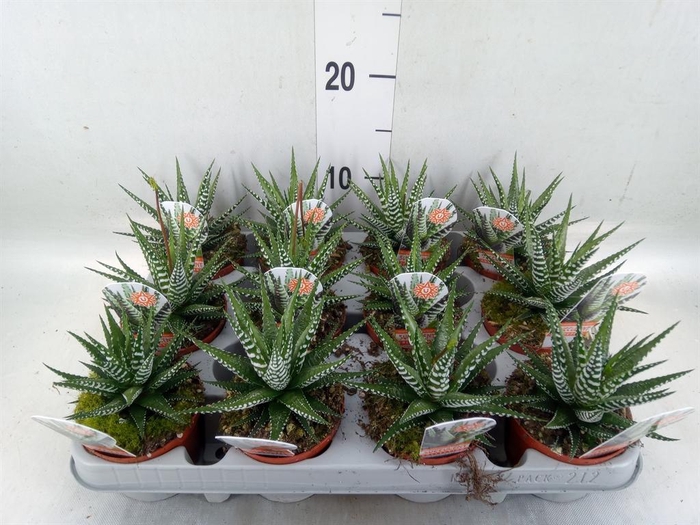 <h4>Haworthia fasciata 'Big Band'</h4>