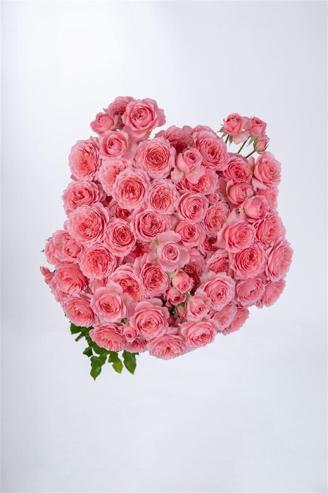 <h4>R GR Tr Frivolity</h4>