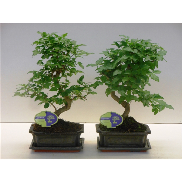 <h4>Ligustrum sinensis, 20cm., shape, with drip tray</h4>