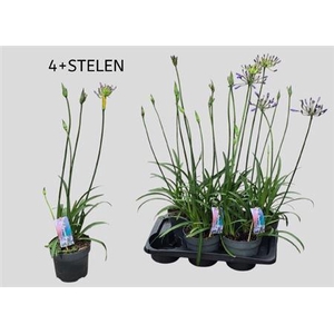 Agapanthus overig