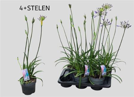 <h4>Agapanthus overig</h4>