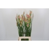 Nerine Vesta K Artistiek
