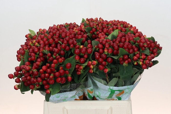 <h4>Hypericum Magical Lightning</h4>