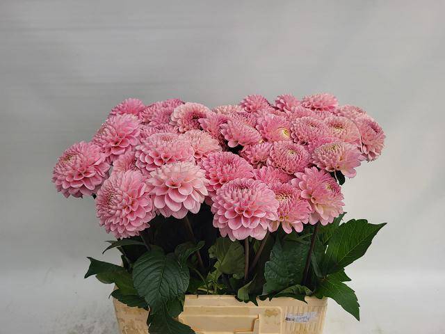 <h4>Dahlia Wizard of Oz</h4>