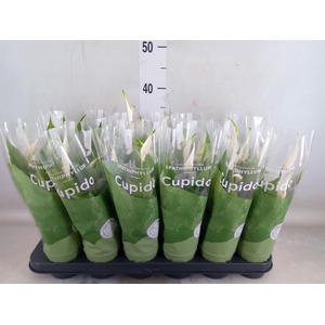 Spathiphyllum  'Pearl Cupido'