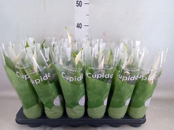 <h4>Spathiphyllum  'Pearl Cupido'</h4>