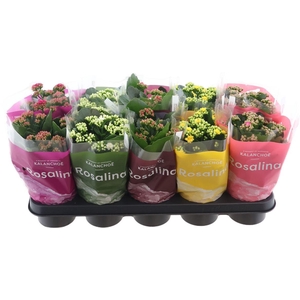 Kalanchoe Rosalina 12cm Mix, Tst Ho