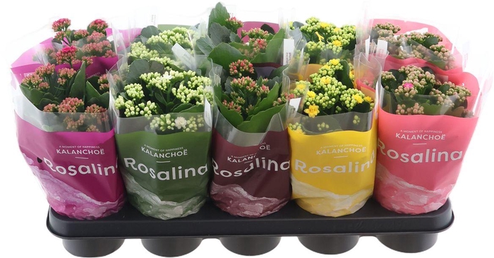 <h4>Kalanchoe Rosalina 12cm Mix, Tst Ho</h4>