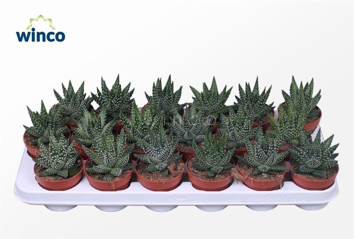 <h4>Haworthia Margaritifera</h4>