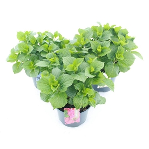 Hydrangea macr. MIX C5 (23cm.) Kn.