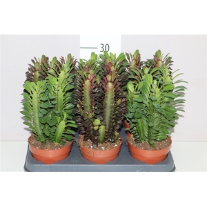 Euphorbia Trigona Mix