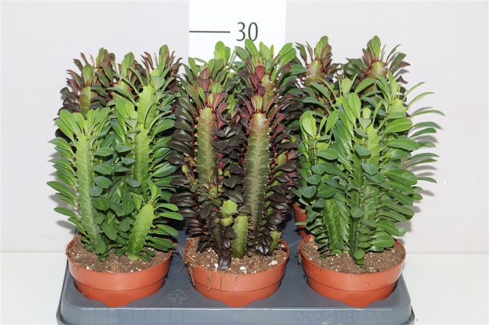 <h4>Euphorbia Trigona Mix</h4>