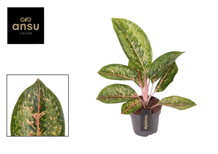 <h4>Aglaonema Camo Coralie</h4>