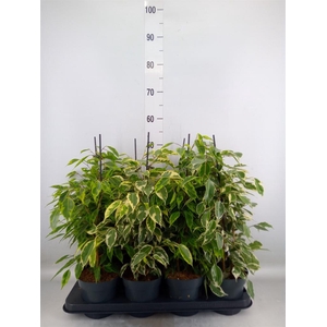 Ficus benja.   ...mix