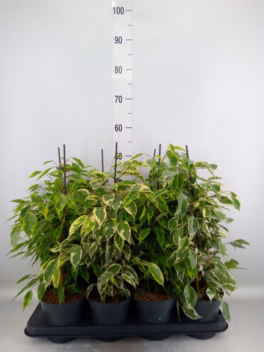 <h4>Ficus benja. ...mix</h4>
