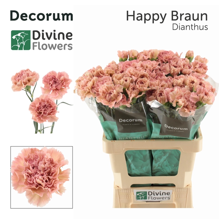 <h4>DI ST HAPPY BRAUN</h4>