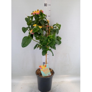 Solanum jasminoides