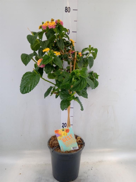 <h4>Solanum jasminoides</h4>