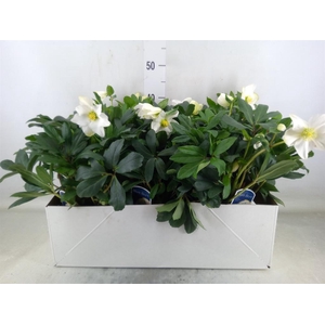 Helleborus   ...