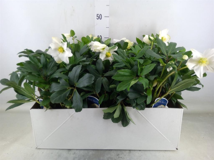 <h4>Helleborus   ...</h4>