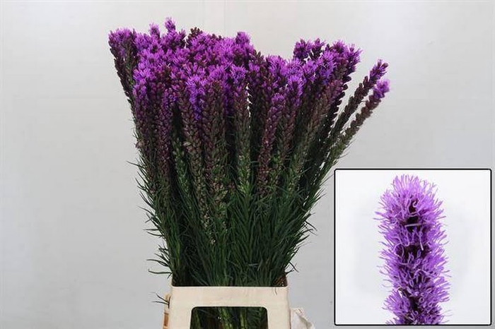 <h4>Liatris Callilepis</h4>