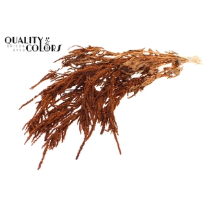 Hang Amaranthus ± 90cm p/bunch Terracotta