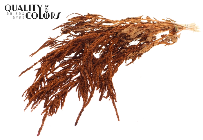<h4>Hang Amaranthus ± 90cm p/bunch Terracotta</h4>