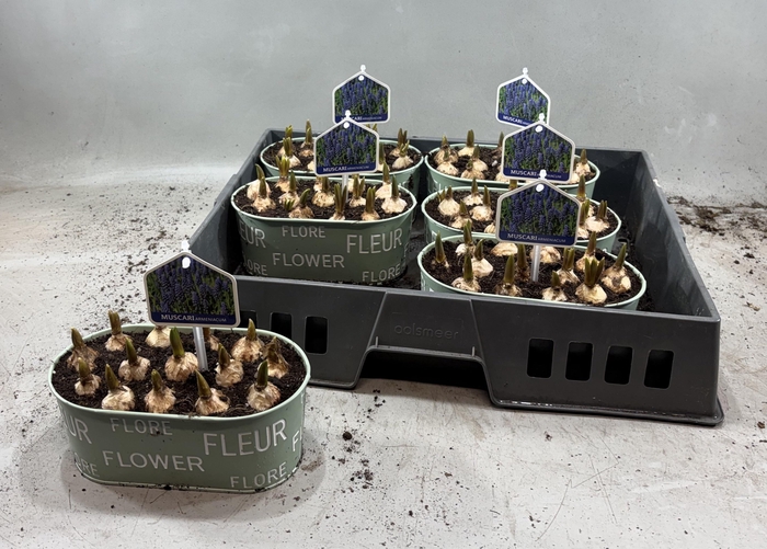 <h4>ARR MUSCARI</h4>