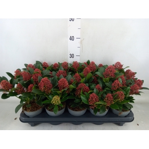 Skimmia jap. 'Rubella'