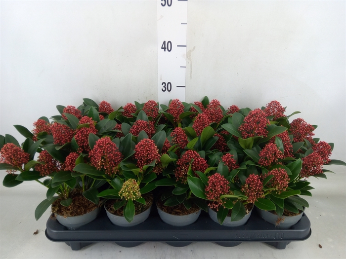 <h4>Skimmia jap. 'Rubella'</h4>
