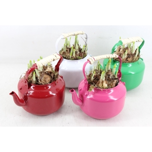 arr4 Narcis JS - Zink gieter colour mix x8