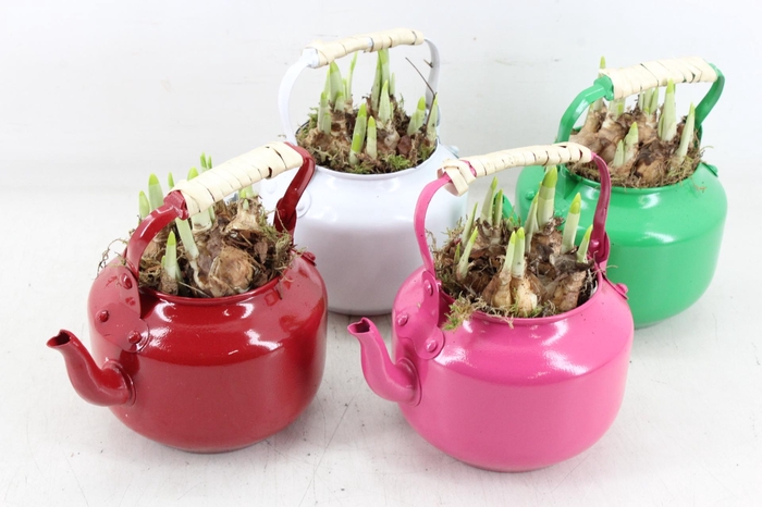 <h4>arr4 Narcis JS - Zink gieter colour mix x8</h4>