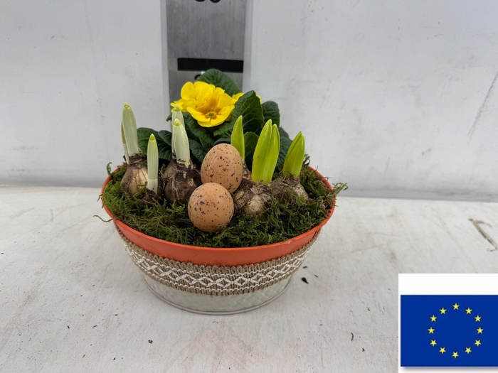 <h4>ARR TUINPLANTEN</h4>