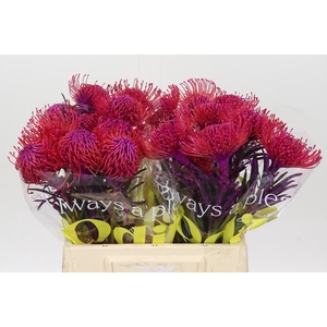 Nutans Painted Cerise