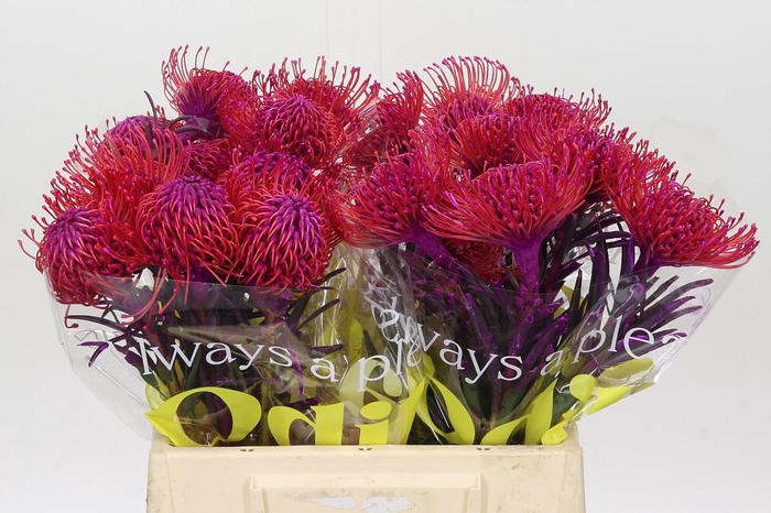 <h4>Nutans Painted Cerise</h4>