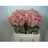 R GR BELLE ROSE